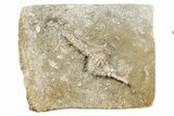 Fossil Crinoid (Macrocrinus) - Crawfordsville, Indiana #262468-1